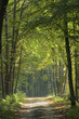 Sunny autumnal ground road Sunny autumnal ground road