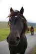 Cheval de trait au col d'aspin