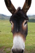 Portrait d'âne