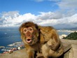 Affe auf Gibraltar Affe auf Gibraltar