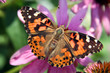 Photo: Painted Lady Butterfly Painted Lady Butterfly
