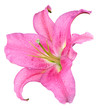 Fleur de lys rose