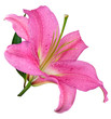 Fleur de lys rose