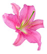 Fleur de lys rose