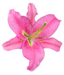 Fleur de lys rose