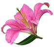 Fleur de lys rose