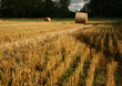 Bales 6