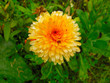 fleur de soucis fleur de soucis