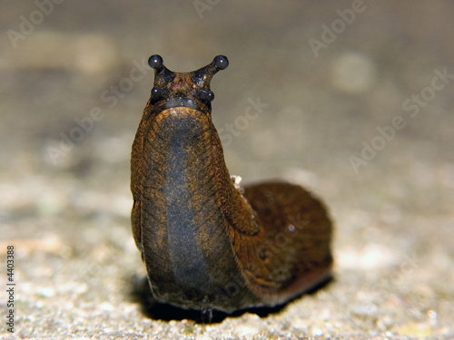 snail - Arion lusitanicus snail - Arion lusitanicus