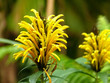 Fleur dans le sous-bois tropical