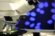 Immunfluoreszenz