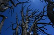 Arbol (II)