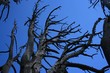 Arbol