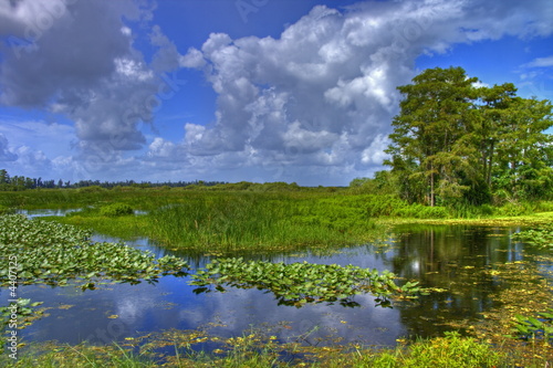 Photo: everglades landscape everglades landscape