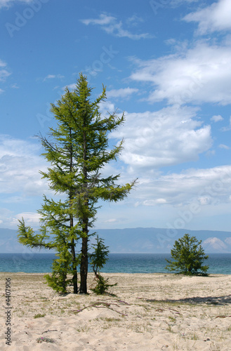Larch Tree on Sandy Beach