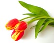 tulpen - tulips