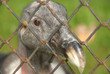 sad condor