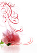 Rose_curl_pink