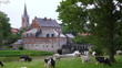 maroilles