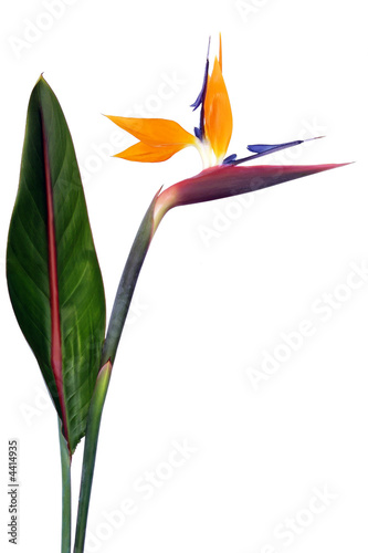 oiseau du paradis oiseau du paradis