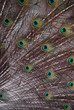 feathers