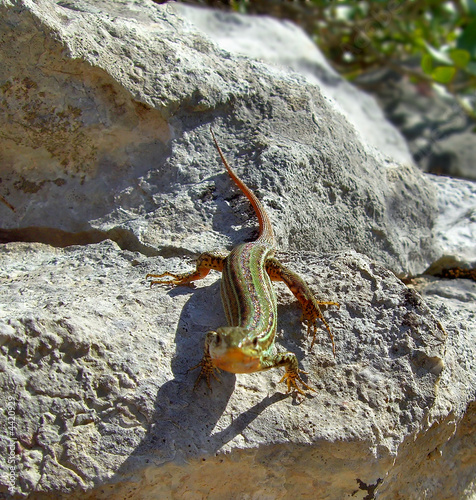 jumping-lizard-by-georgy-shafeev-royalty-free-stock-photos-4420929-on