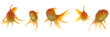 Goldfish lokking