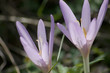 Crocus