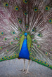 peacock #2