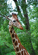 giraffe