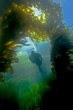 Diver in kelp Diver in kelp