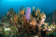 Reef scenic