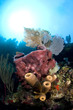 Barrel sponge