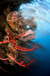 Whip coral wall