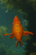 Garibaldi in kelp