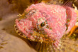 Pink Sculpin on sponge