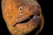 Moray eel