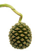 pinpin