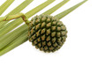 pinpin
