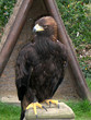 aigle royal