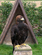 aigle royal