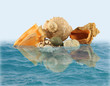 Sea shells and stones in water Sea shells and stones in water