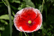 mohn