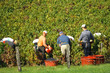 Grape picking in France