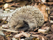 Hedgehog