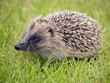 Hedgehog