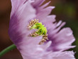 Ornamental Poppy