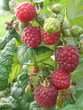 Himbeere
