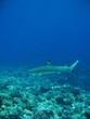 Tiburon punta negra de Tahiti Tiburon punta negra de Tahiti