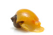 Yellow snail
